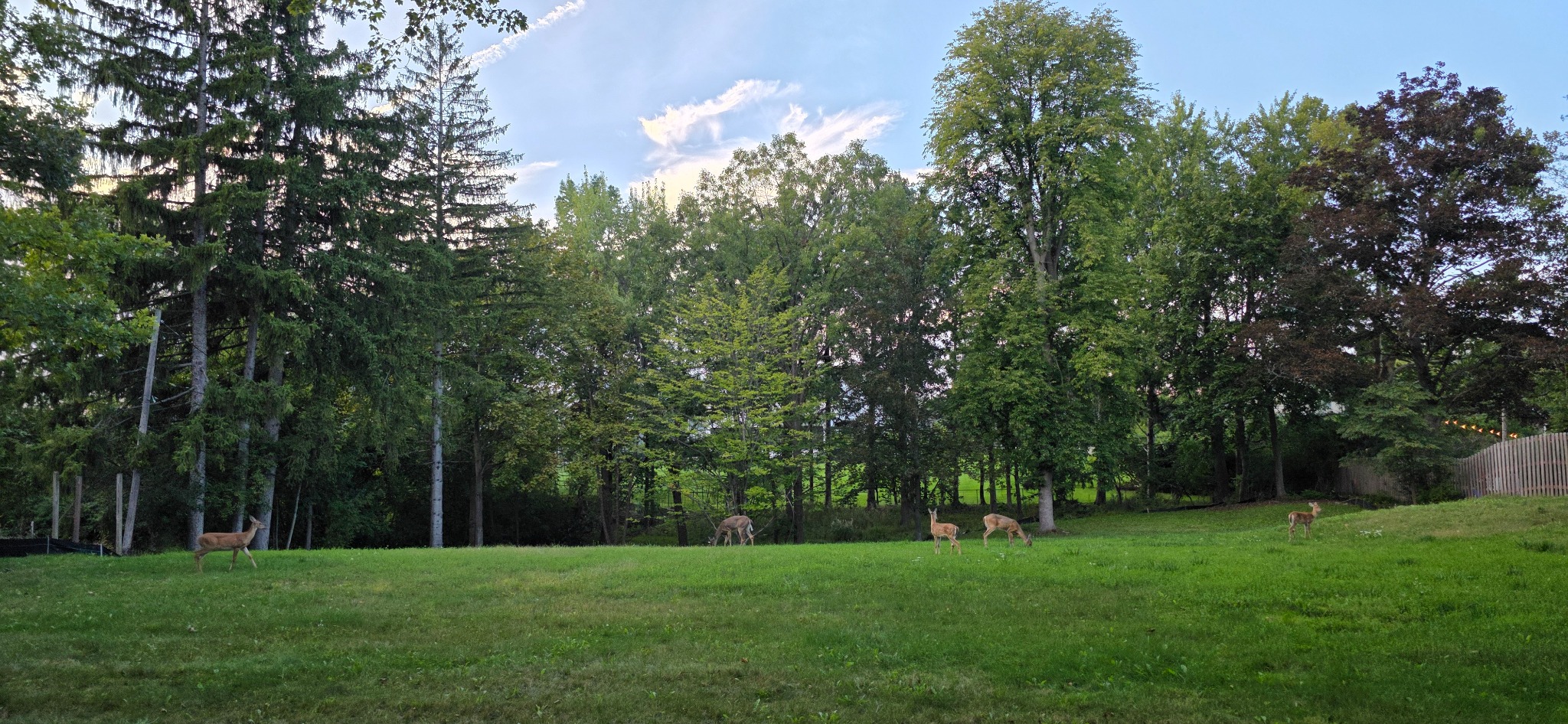 Five white-tailed deer visiting the property at 1450 Norfolk Street