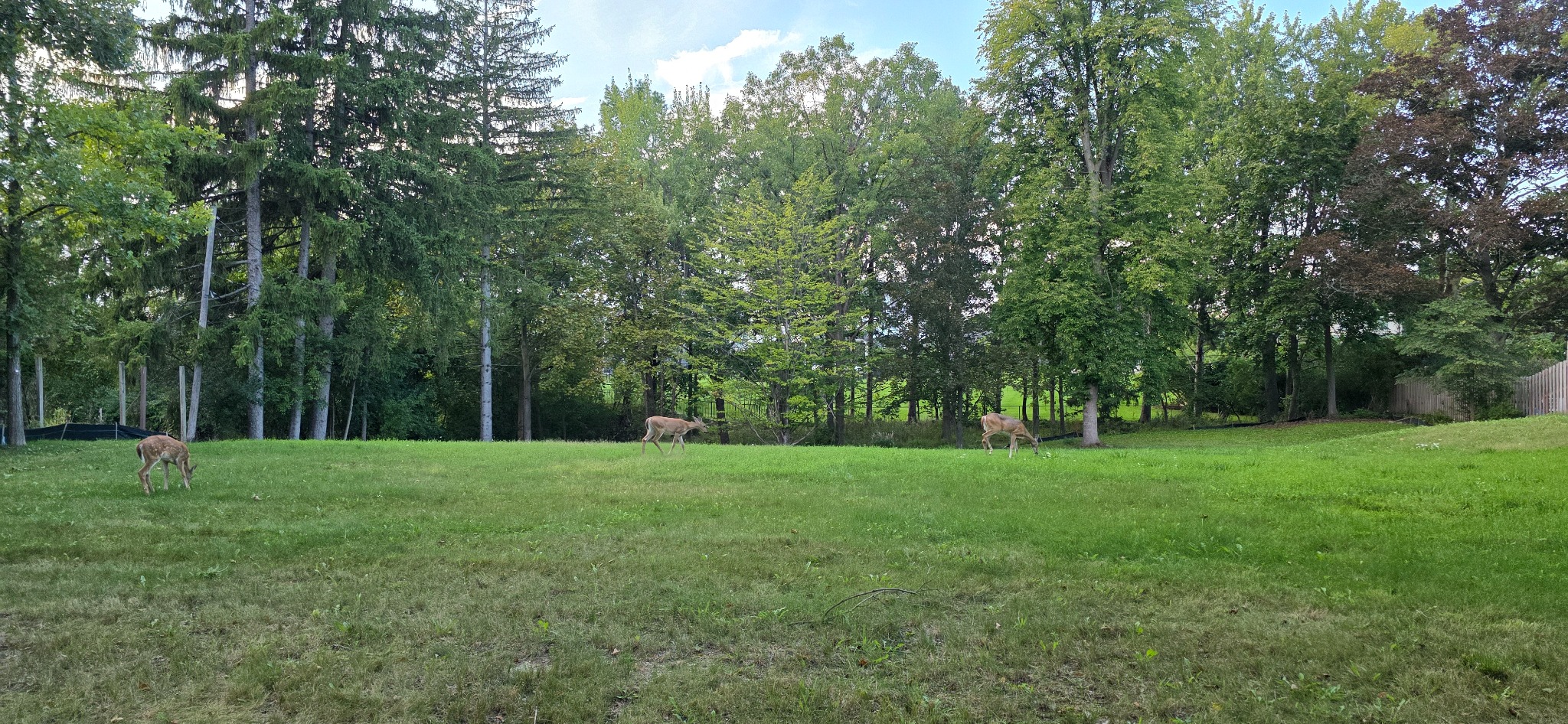 Three white-tailed deer crossing the lawn at 1450 Norfolk Street