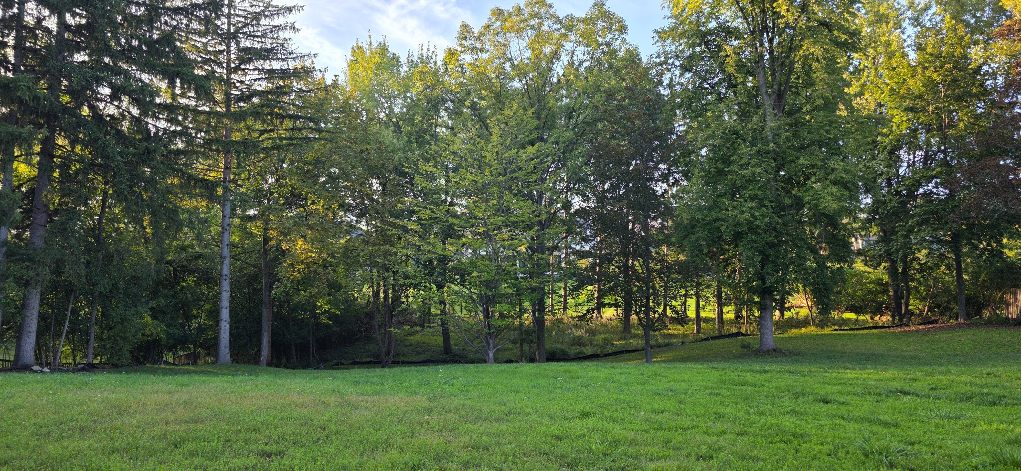 Ground-level view across the lawn toward the wooded ravine at 1450 Norfolk Street